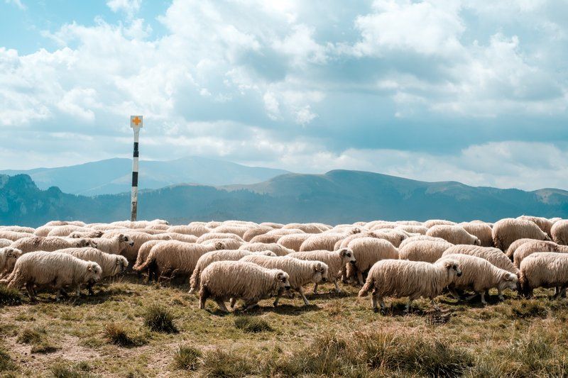 Sheep in the mountain ethically bred for their wool