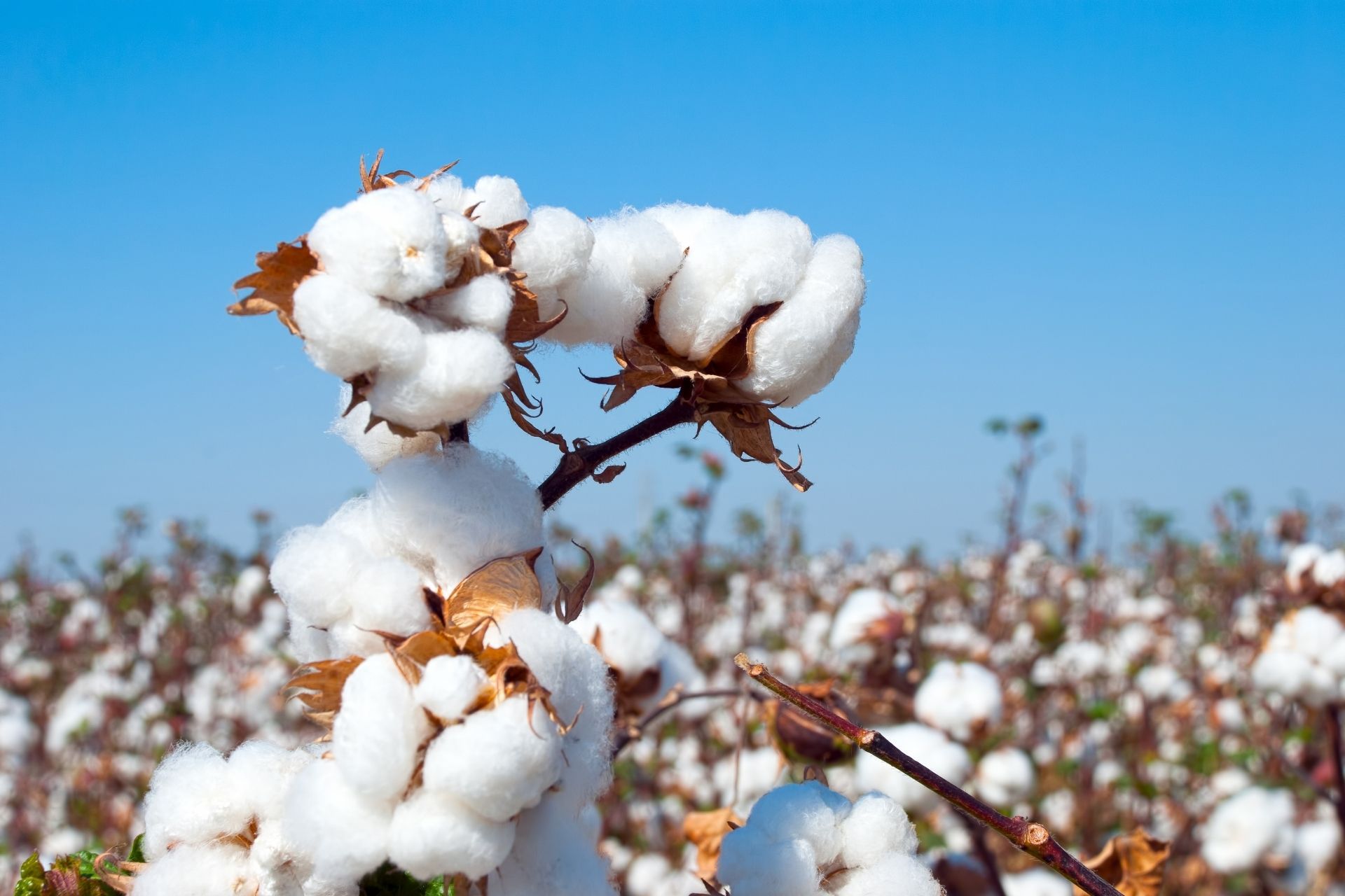 Organically grown cotton for the textile industry